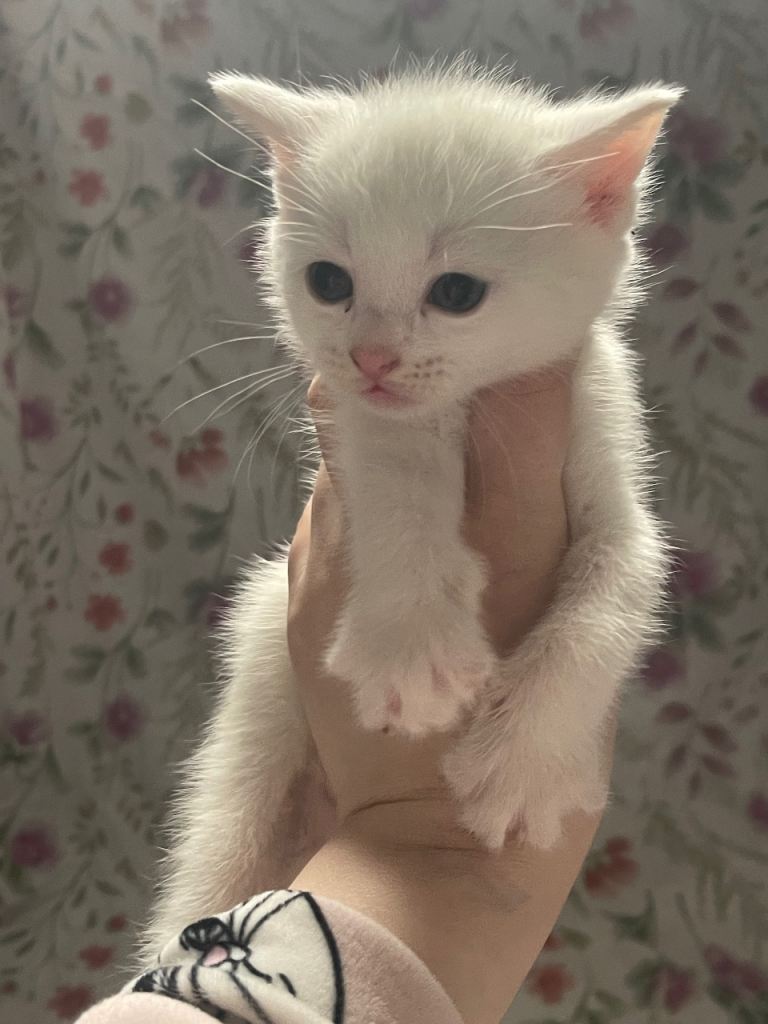 2 black and 2 white Male kittens (ALL SOLD)