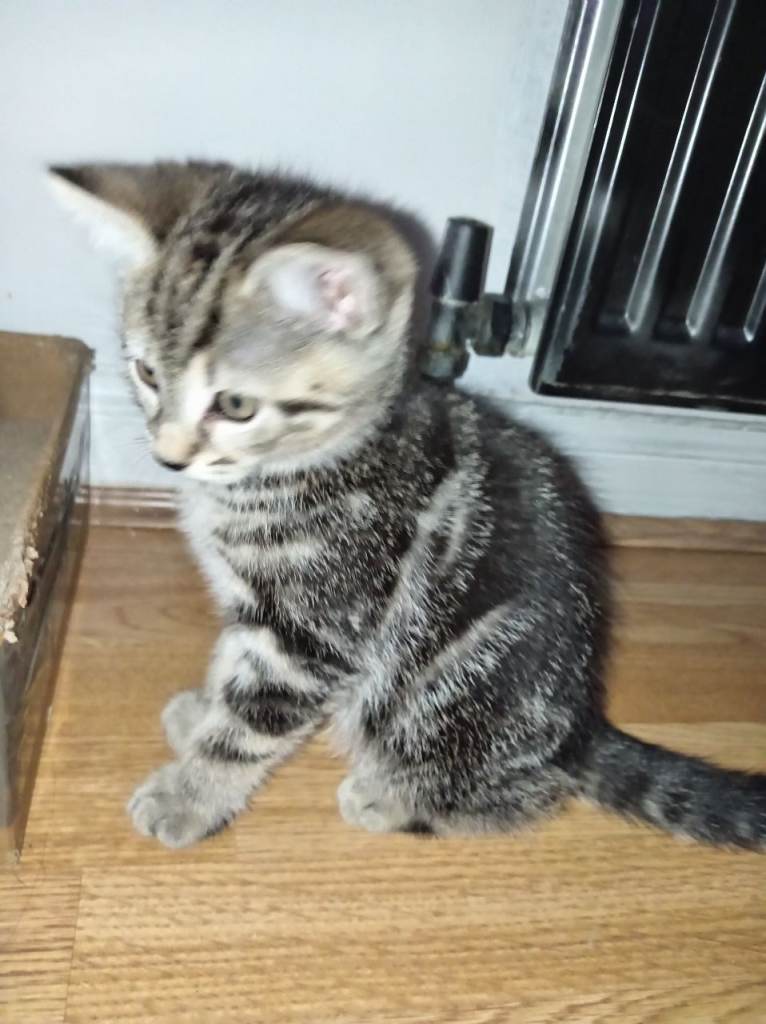 Beautiful female tabby kittens grey and tri colours - amazing natured kittens ready now