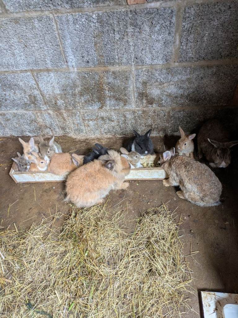 Baby rabbits 