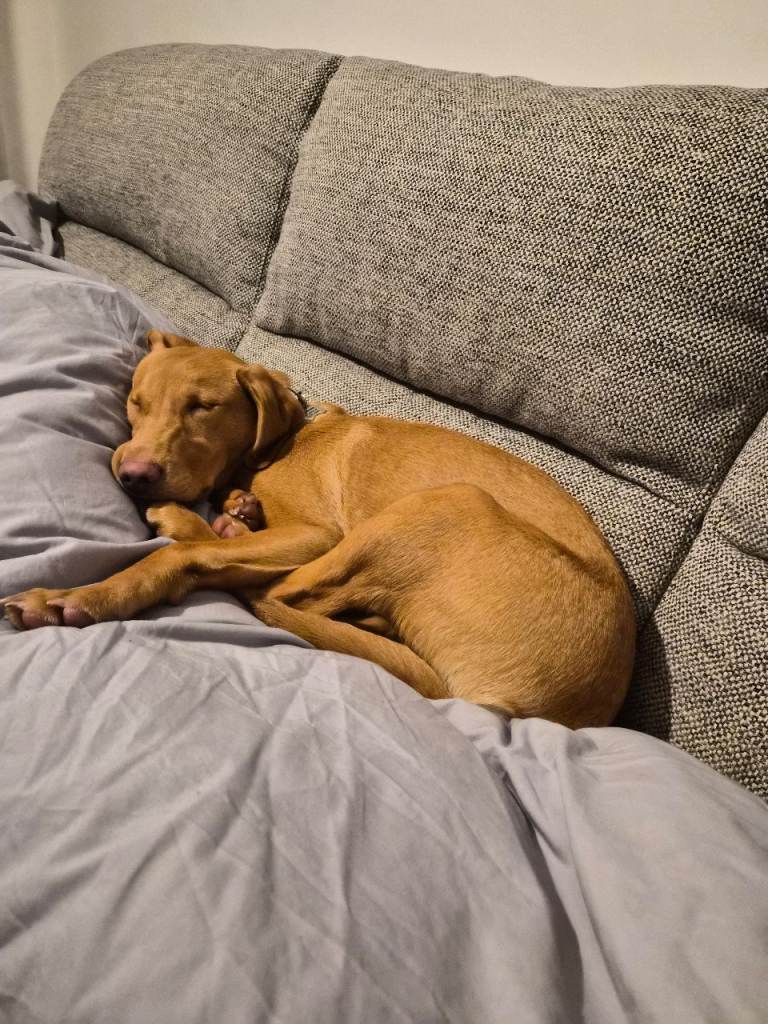 Red fox labrador puppy