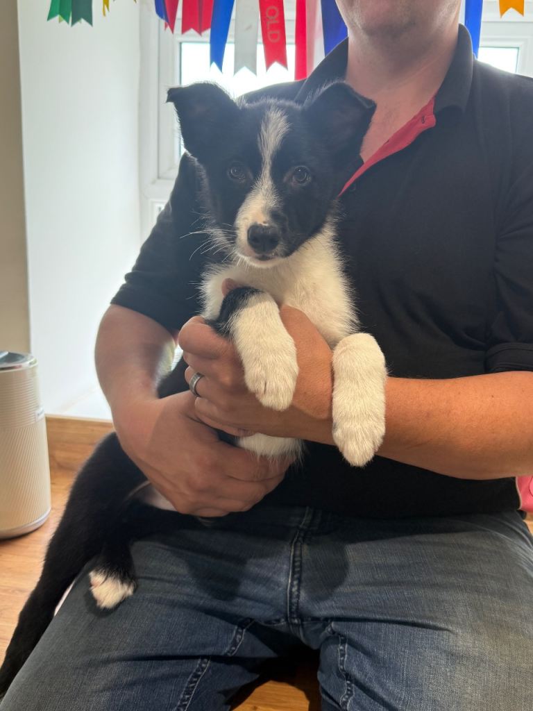 Border collie pups