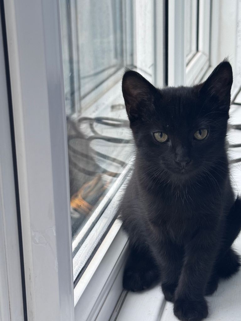 Cute Russian blue breed, black kitten 