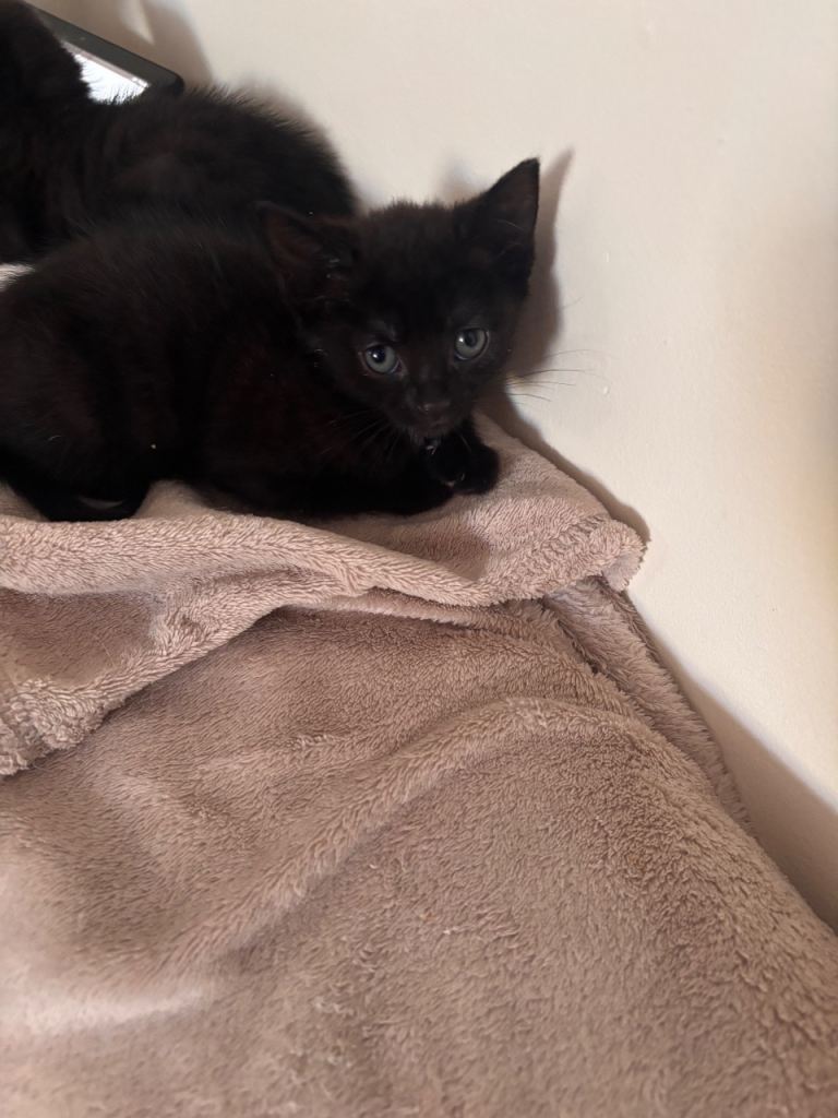 Kittens, ready now. 