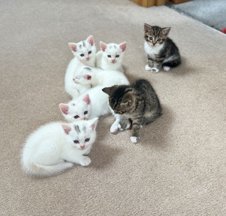 Turkish angora litter trained and eating dry and wet food