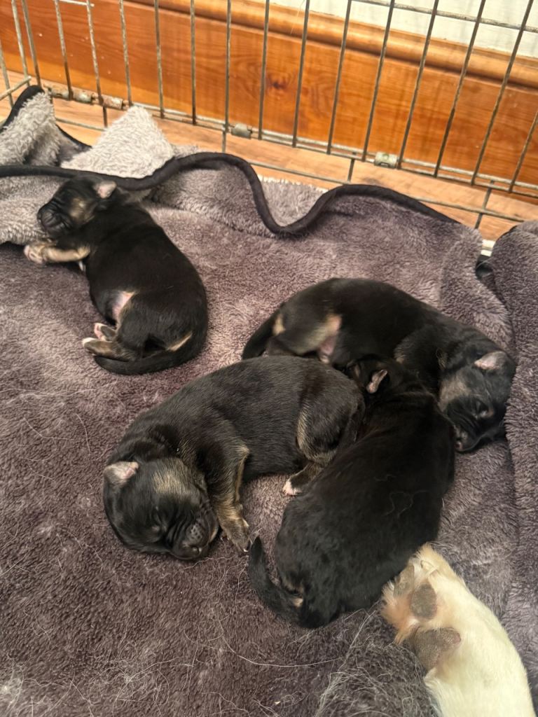 Beautiful German shepherd puppies looking for their forever homes