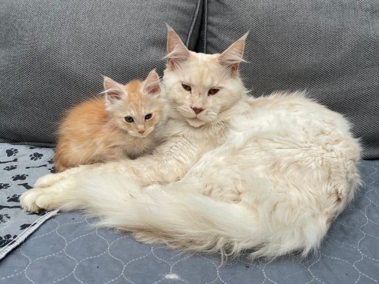 Maine Coon Cross Kitten Male