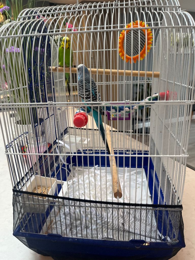 2. Male Budgies  with new cage  