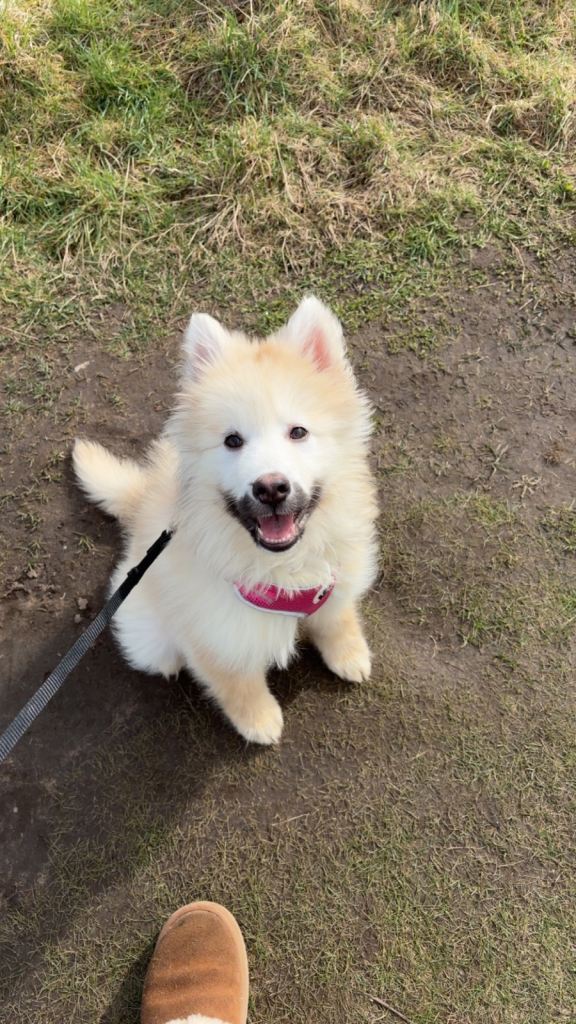 German shepherd mixed with a husky