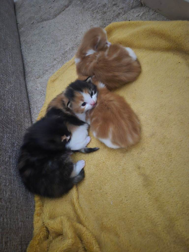 Beautifull Kittens for sale 