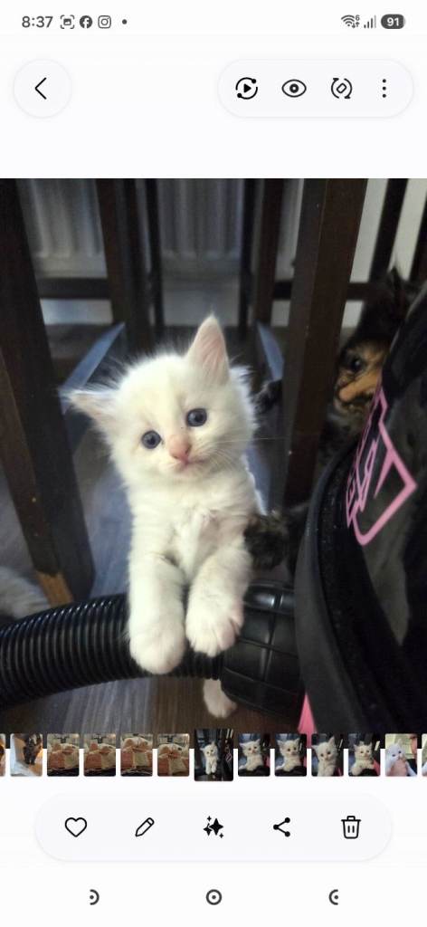 Maine Coon, Ragdoll, British Shorthair Female kittens x 3