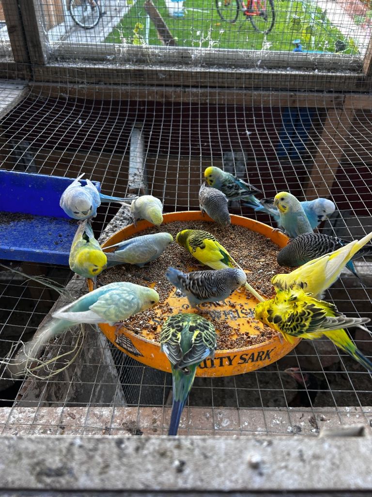 Beautiful baby budgies available 