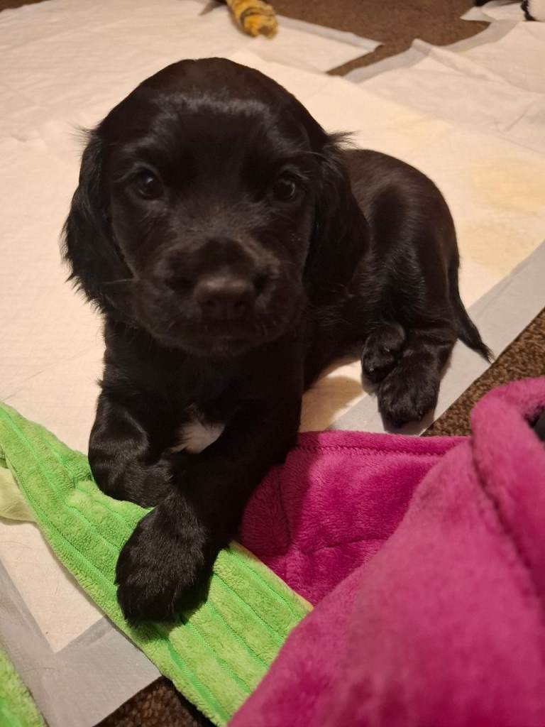 Cocker Spaniel puppies (1 black boy left)