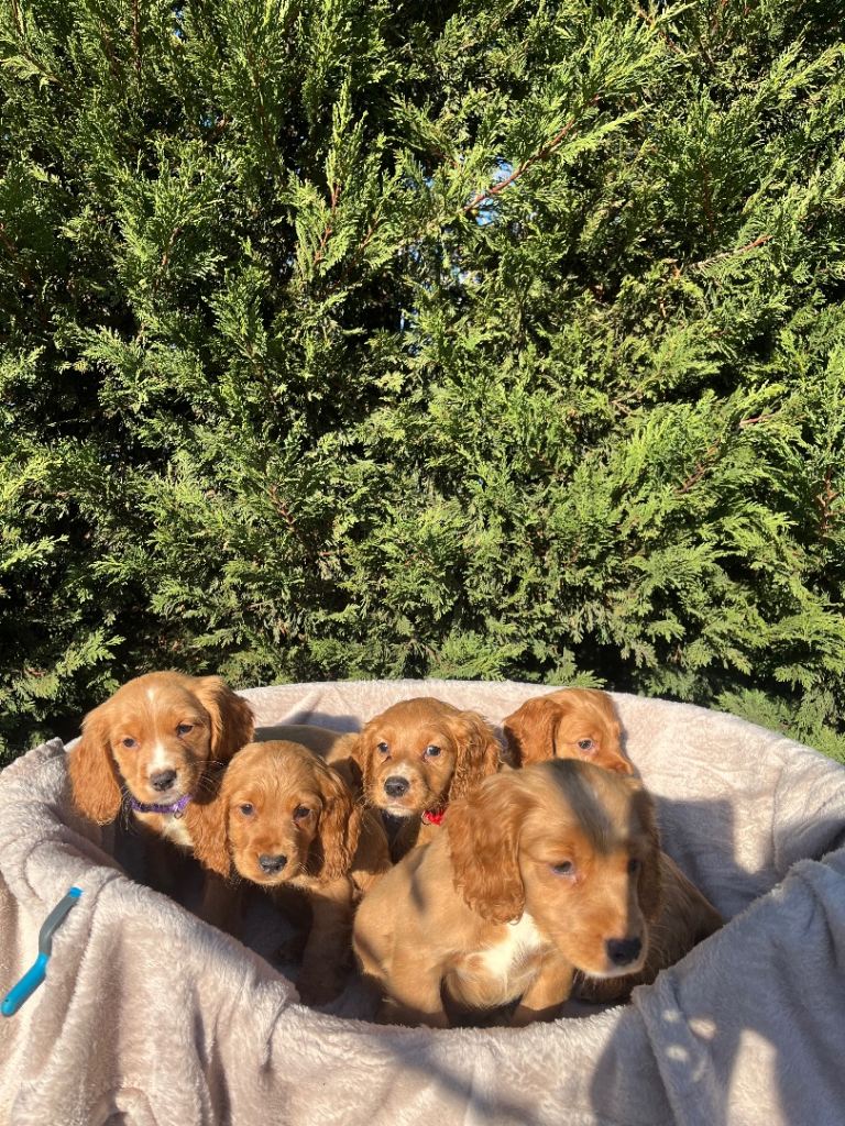 Three beautiful boy cocker spaniels remaining 
