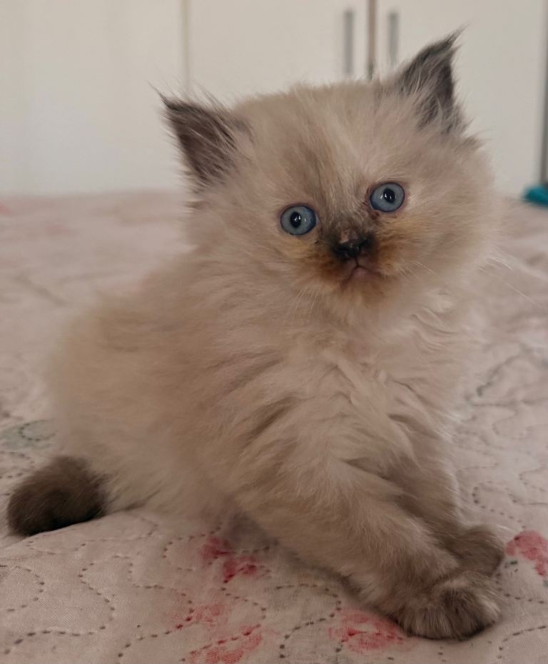 6 ragdoll x Persian kittens