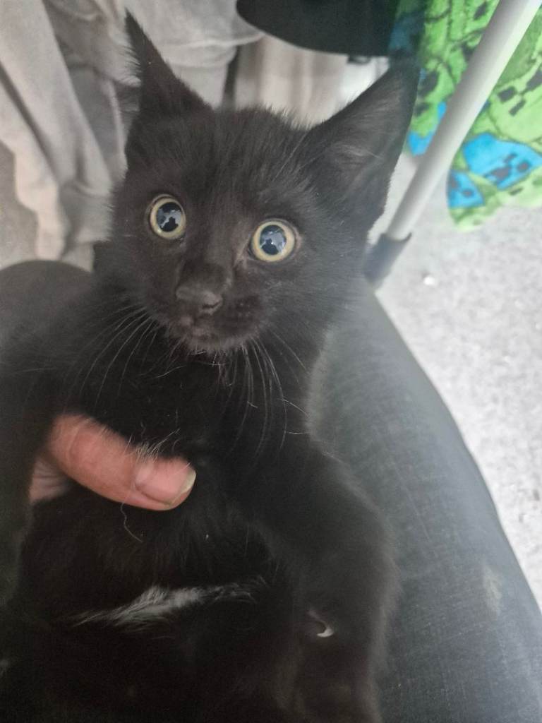 Kittens ready for new home 