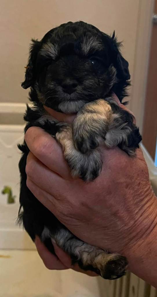 🐾🐾Tri colour Maltipoo 🐾🐾
