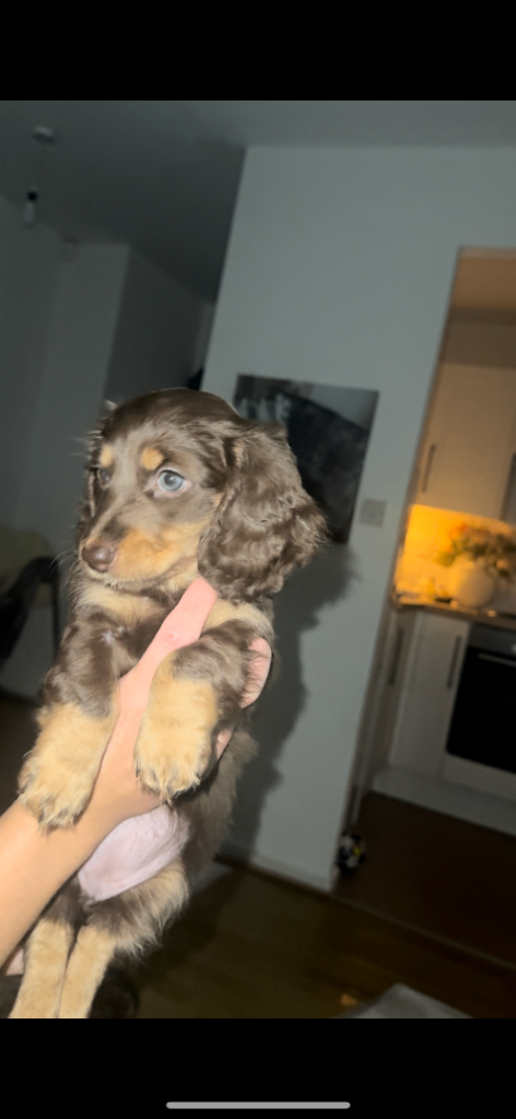 3 Datchunds puppies left 