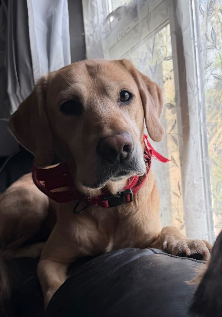 4 year old Labrador 