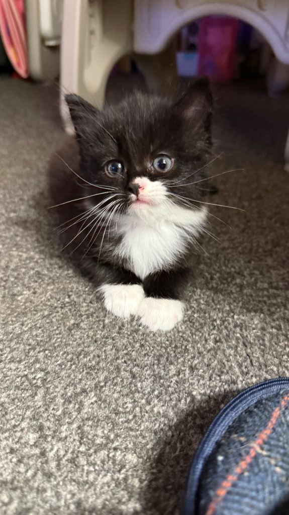 Two black/white kittens 