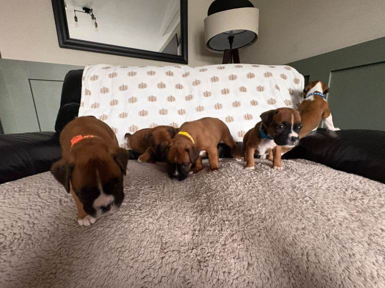 Beautiful Boxer puppies for sale 🐶