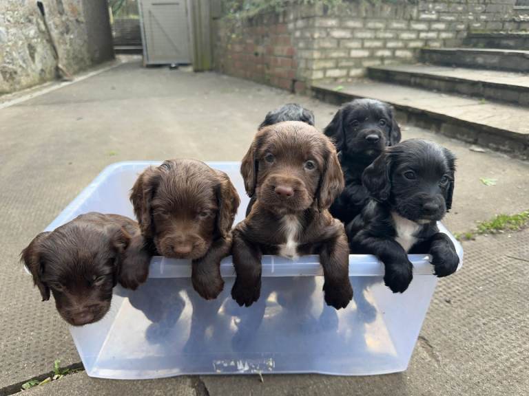 Sprocker puppies 