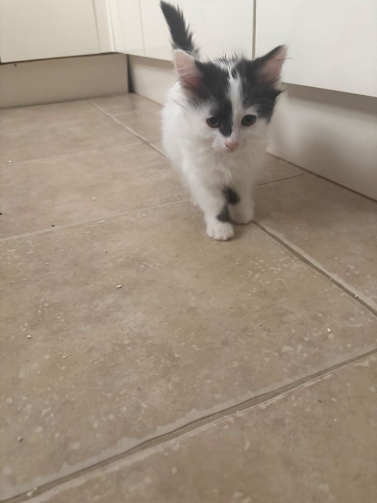 Kittens 