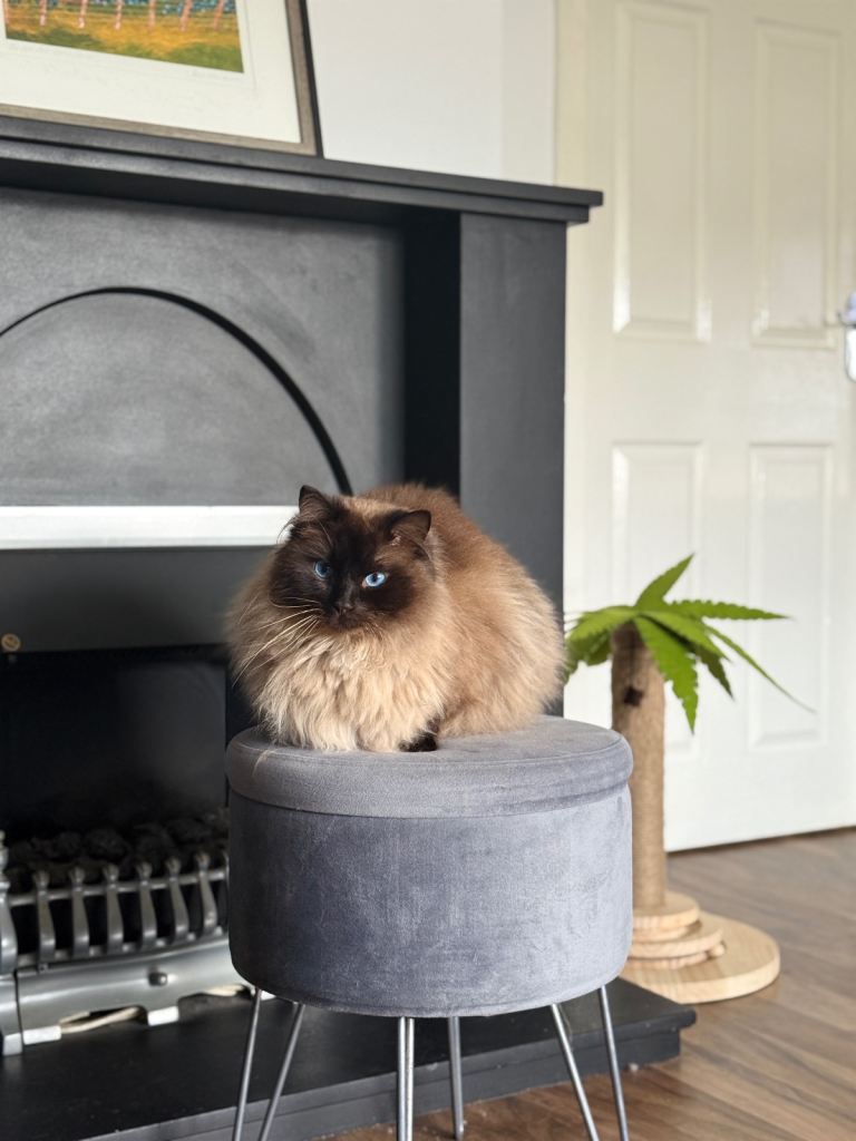Adult male ragdoll 