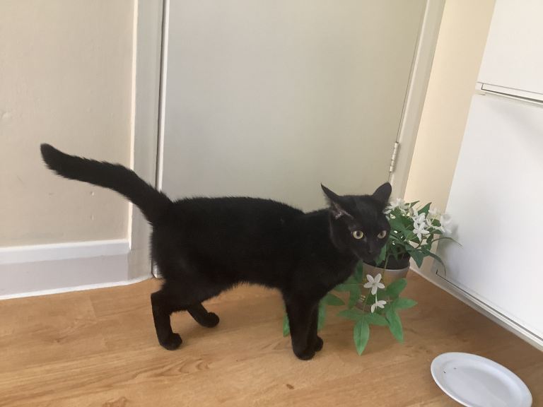 One Year Old Black Female Bombay Cat £145