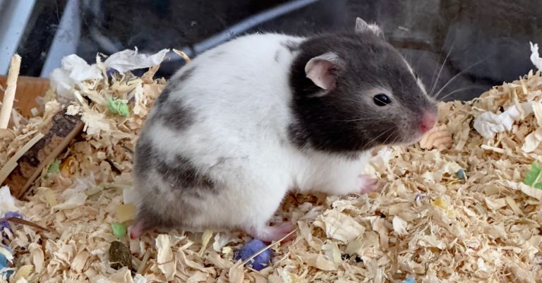Syrian hamster 10 weeks Female- for sale :) with bedding and toys / food 