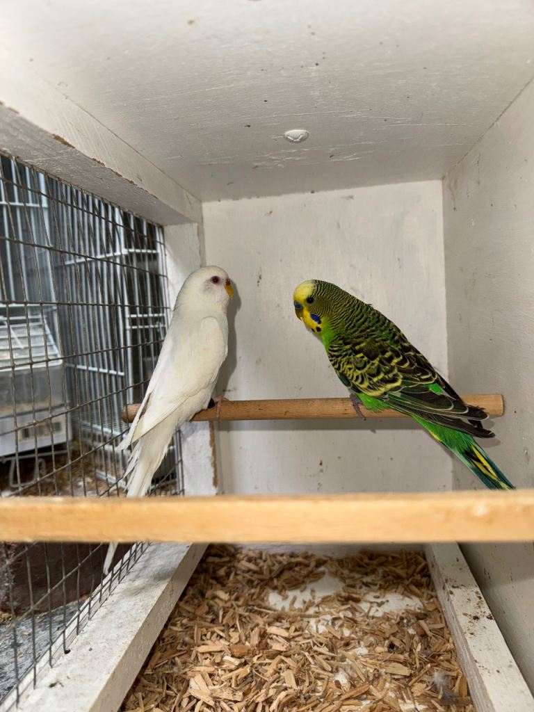 Beautiful 🤩 budgies pair bw/bf splits 