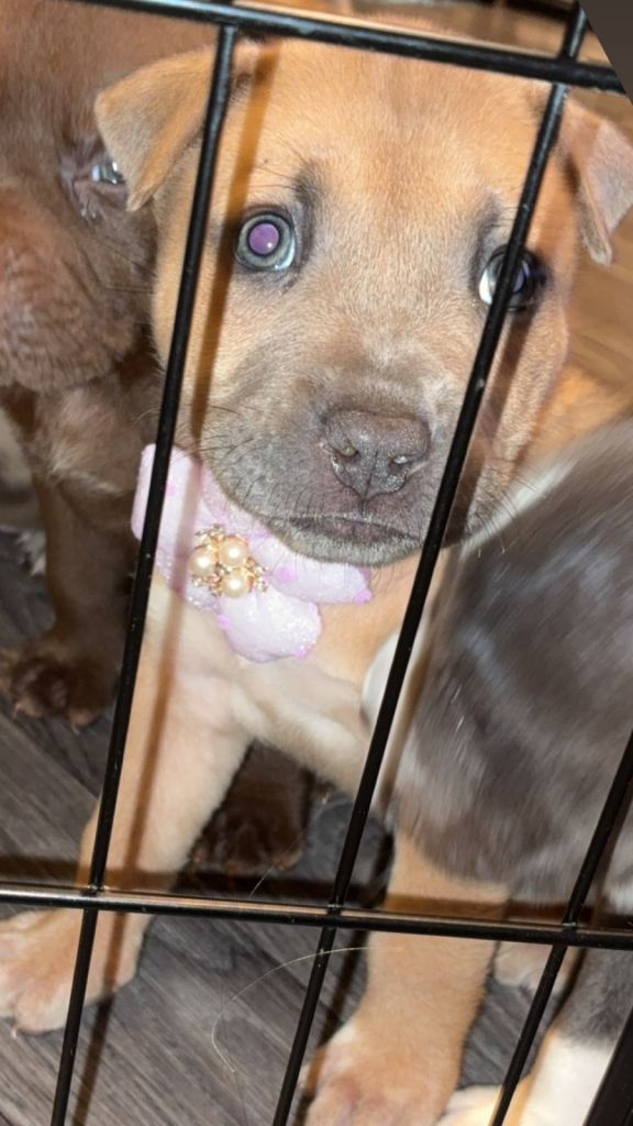 Gorgeous Pocket bully X shar pei puppy’s 