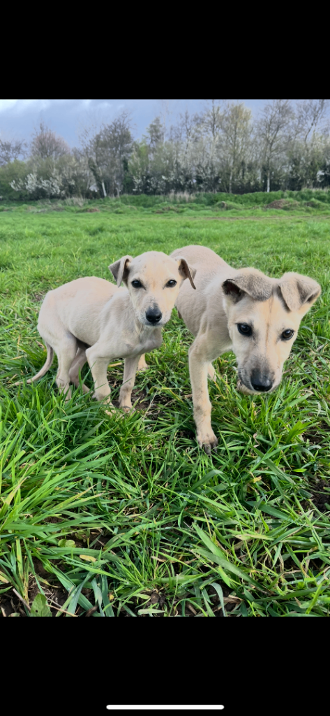 Saluki wippet greyhounds