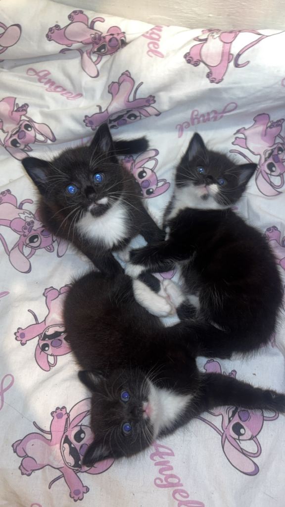 Kittens