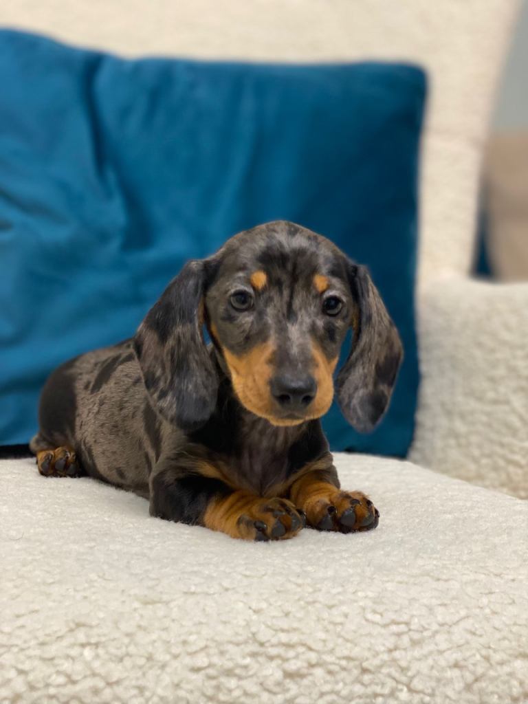 Last KC registered PRA CLR miniature dachshunds Girl