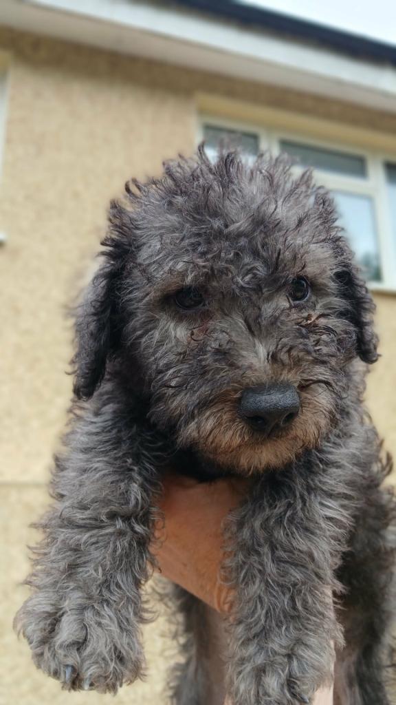 bedlington terrier pup 