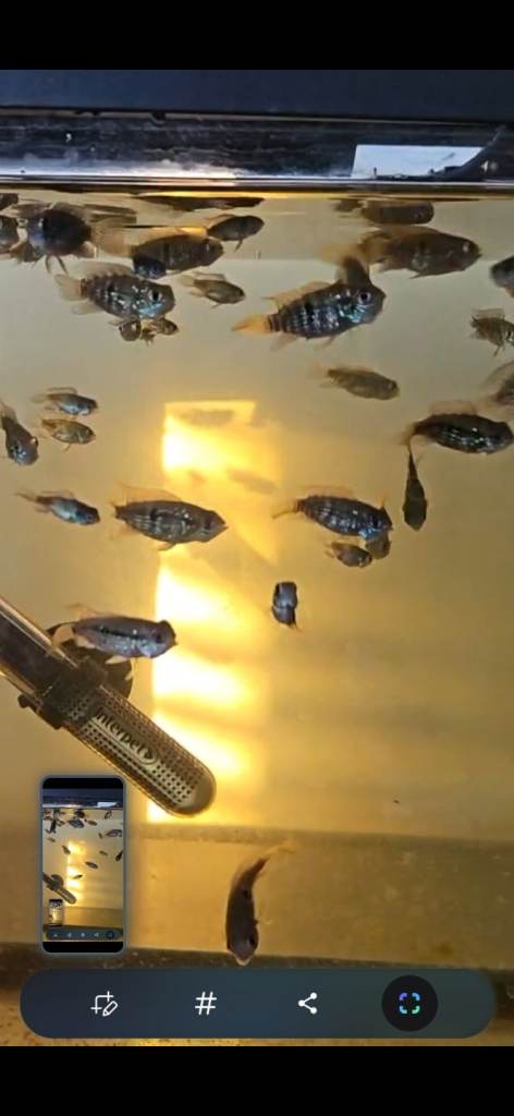 Blue acara