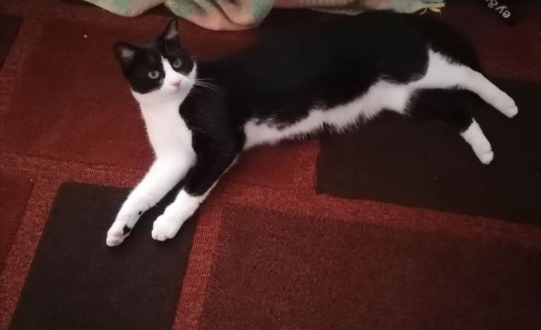 Lovley Cat well cared for looking for a caring home