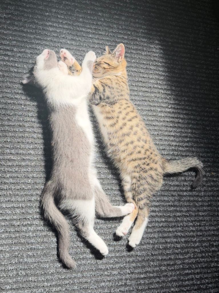 Two bonded male Kittens - come with EVERYTHING