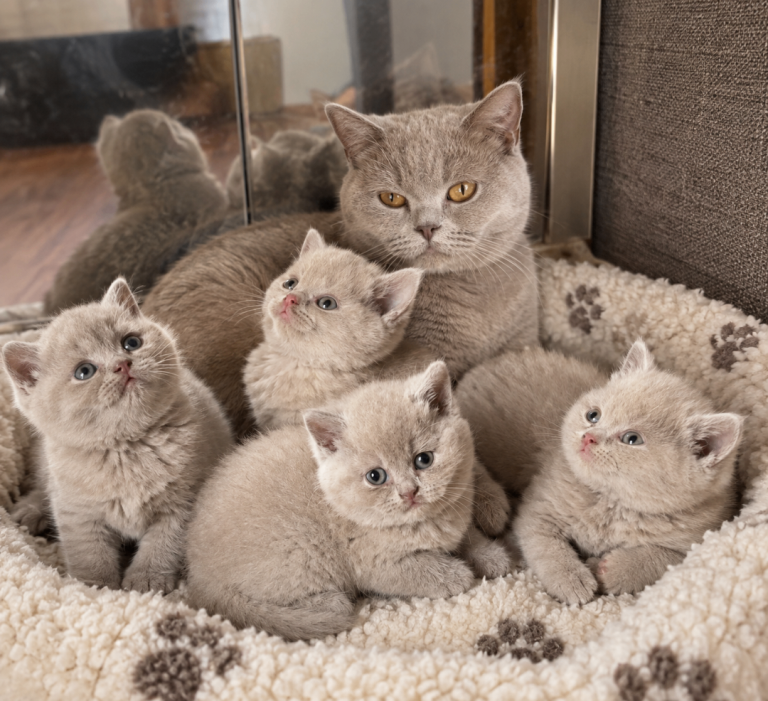 I have pure BSH kittens available first week of October 