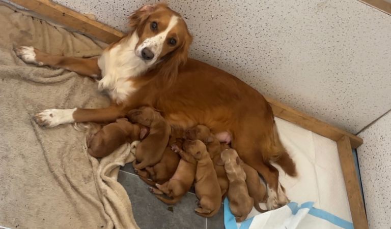 Stunning Cocker Spaniel Puppies