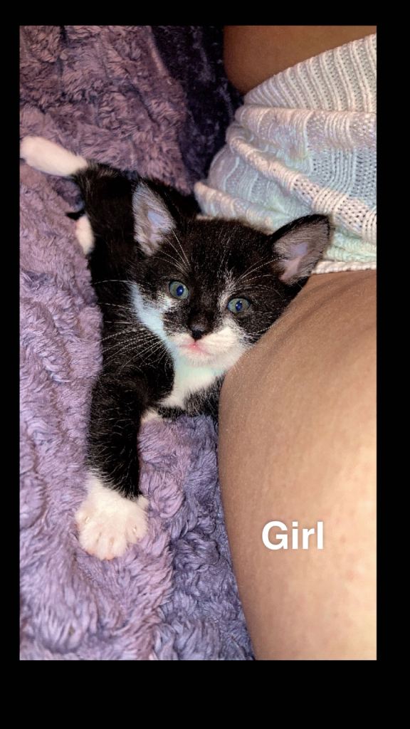 Ready to leave now 3 beautiful 8 week old kittens looking for their forever home 