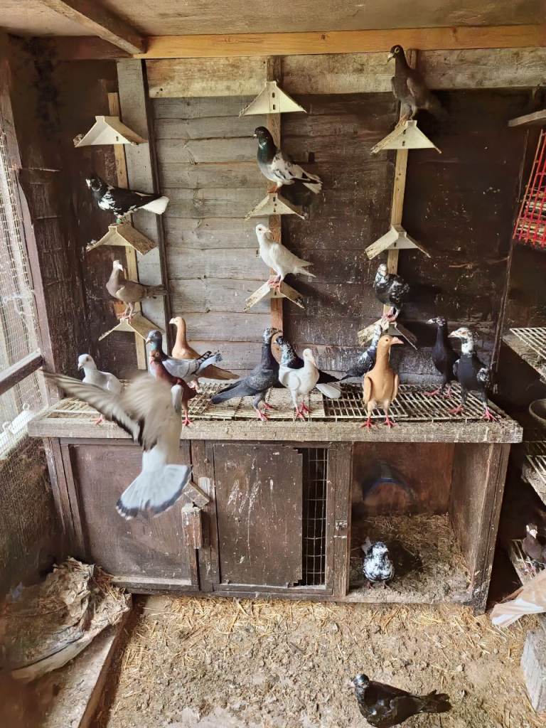 syrian and turkish  fancy pigeons 