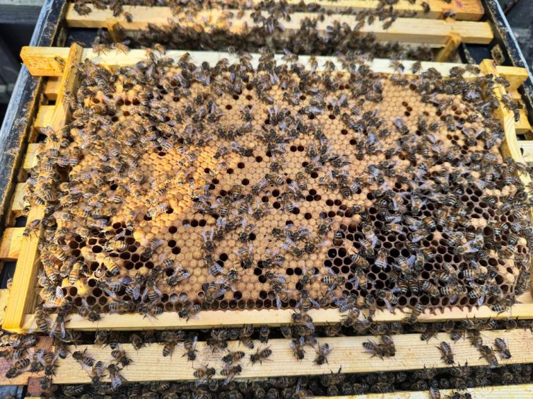 Overwintered Buckfast Nuc Colonies