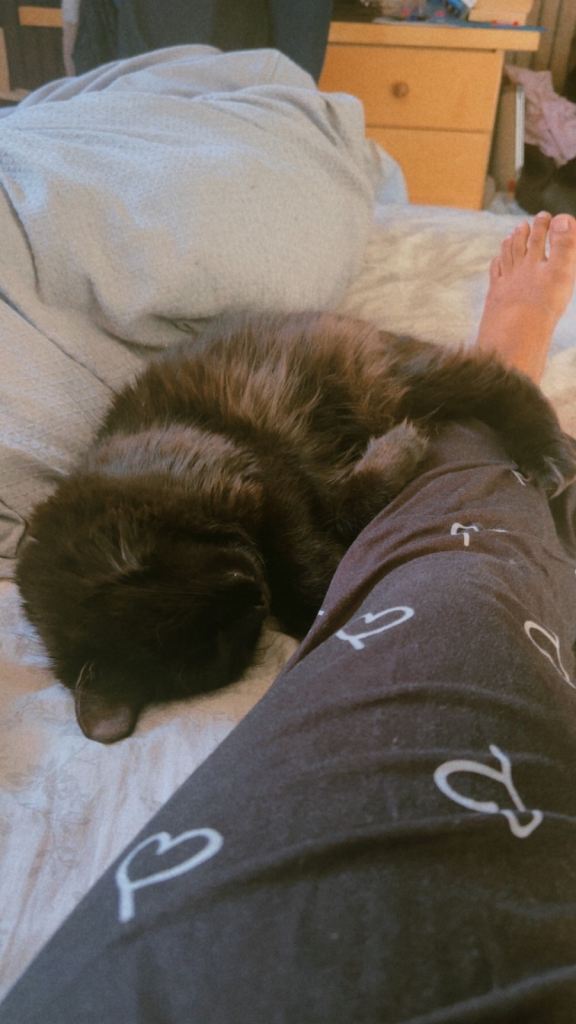 Cat finding a new forever home