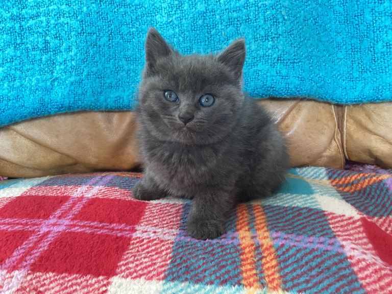 Kitten- Grey female