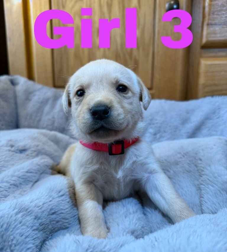 Lovely Purebred Labrador Puppies