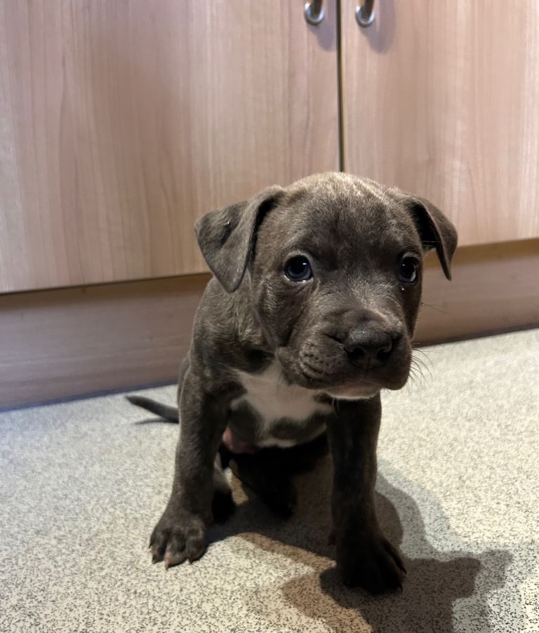 🐶 Staffy × Mastiff Puppies – Family Raised, Loving Homes Needed