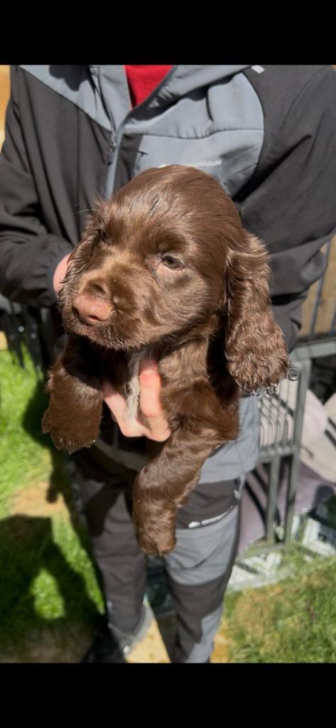 Cocker spaniel puppy 