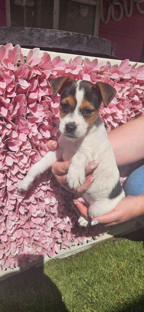 1 boy jack Russell left