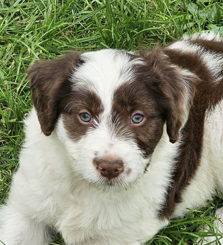 Border collie cross puppy 